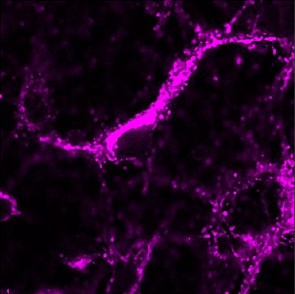 Dipartimento di Scienze del Farmaco e della Salute tweet media