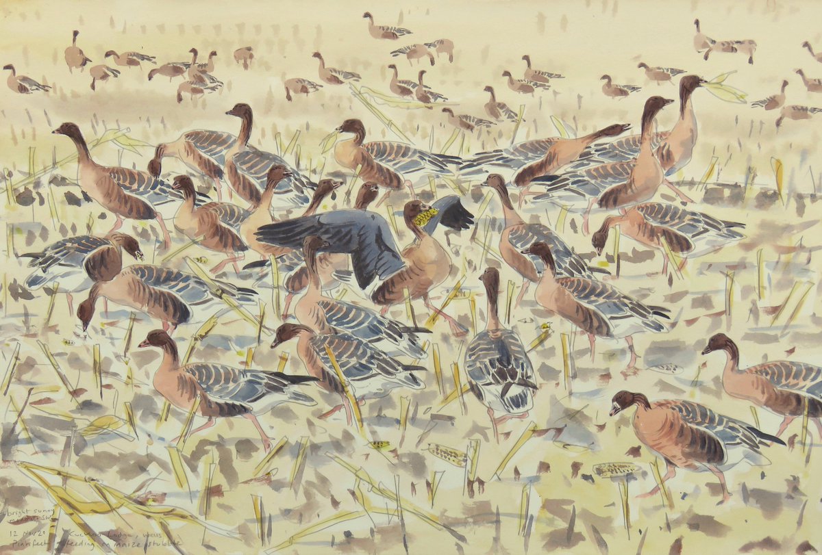 JamesRMcCallum1's tweet photo. Once the Pinkfeet have landed they seek out and squabble over the left over maize https://t.co/Rj3zuMryDc