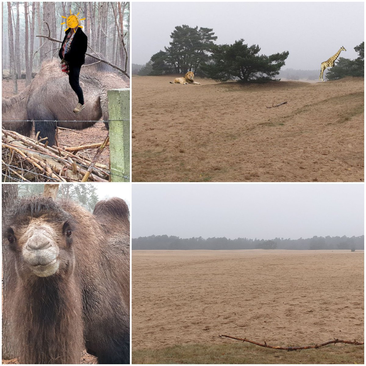 bwjager's tweet photo. Lekker stukje gewandeld vandaag met voetbalvrienden. Vandaag het 2e klompenpad in Elburg, het Hornspiccerpad gelopen met zn vieren. Incl. aanloop bijna 17km. Heel veel dieren gezien die gewoon op de veluwe loslopen. Er is veel veranderd.... https://t.co/D5WKzCejWQ