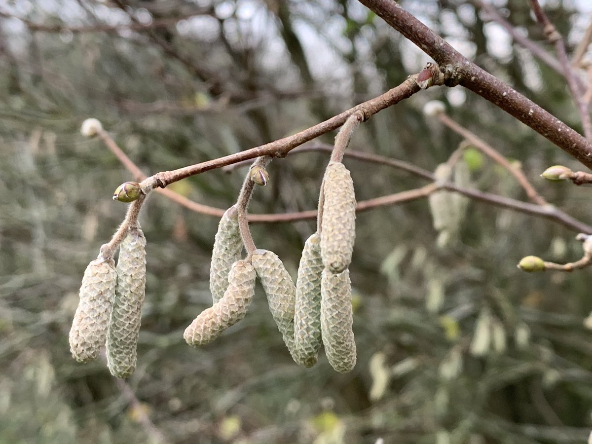 Life is still burgeoning in the hazel coppice with catkins on the trees and tiny fungi helping decompose the leaf mould.