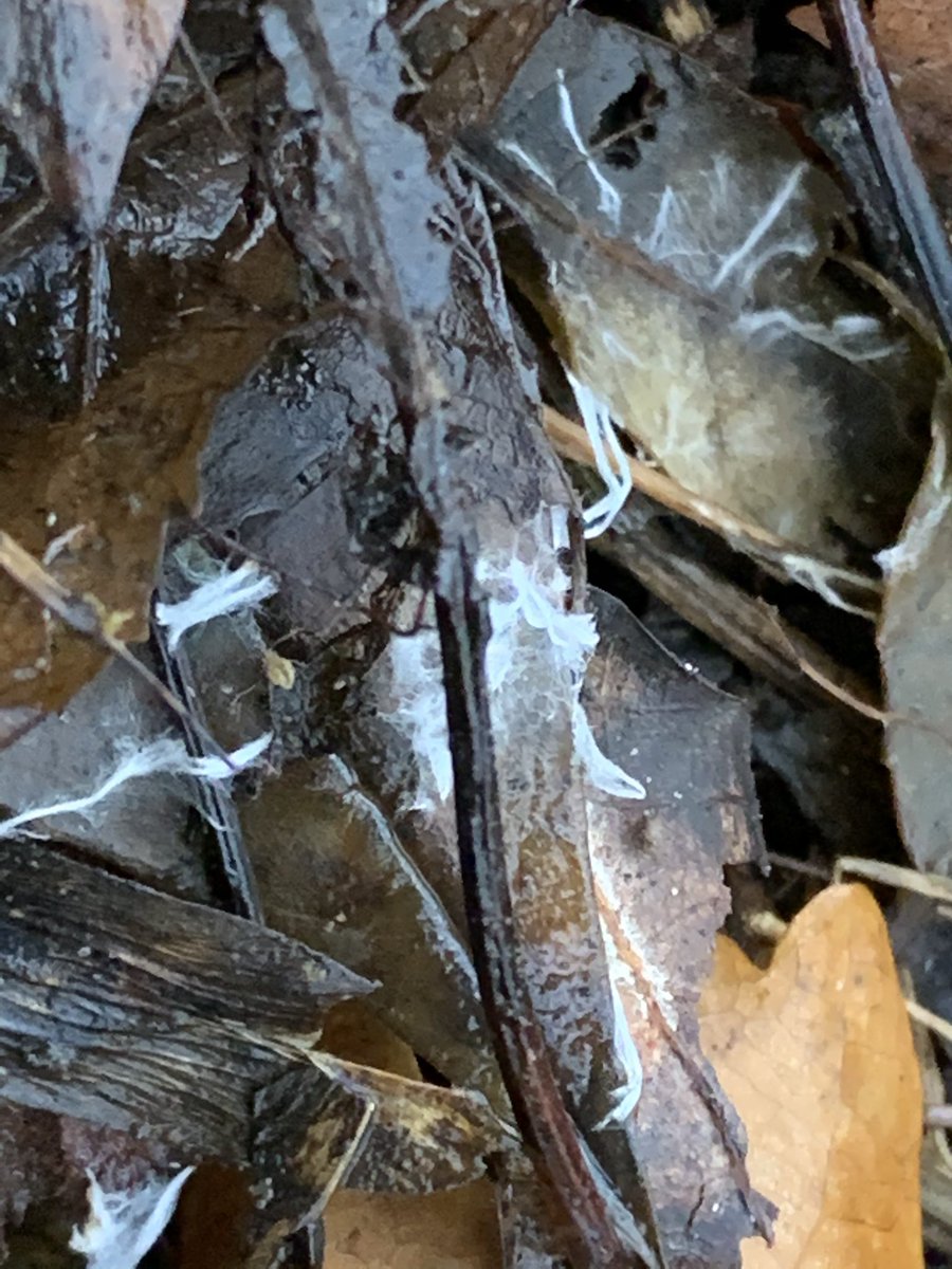 Life is still burgeoning in the hazel coppice with catkins on the trees and tiny fungi helping decompose the leaf mould.