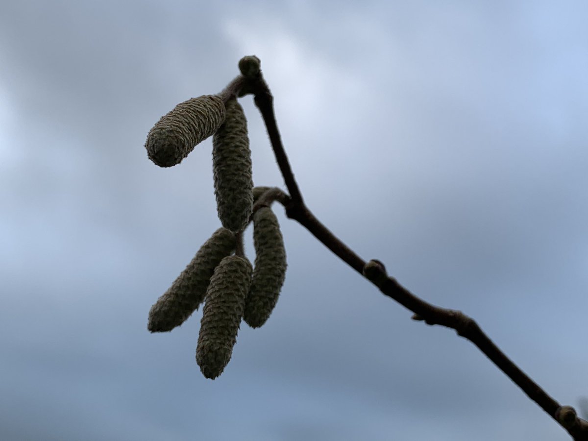 Life is still burgeoning in the hazel coppice with catkins on the trees and tiny fungi helping decompose the leaf mould.