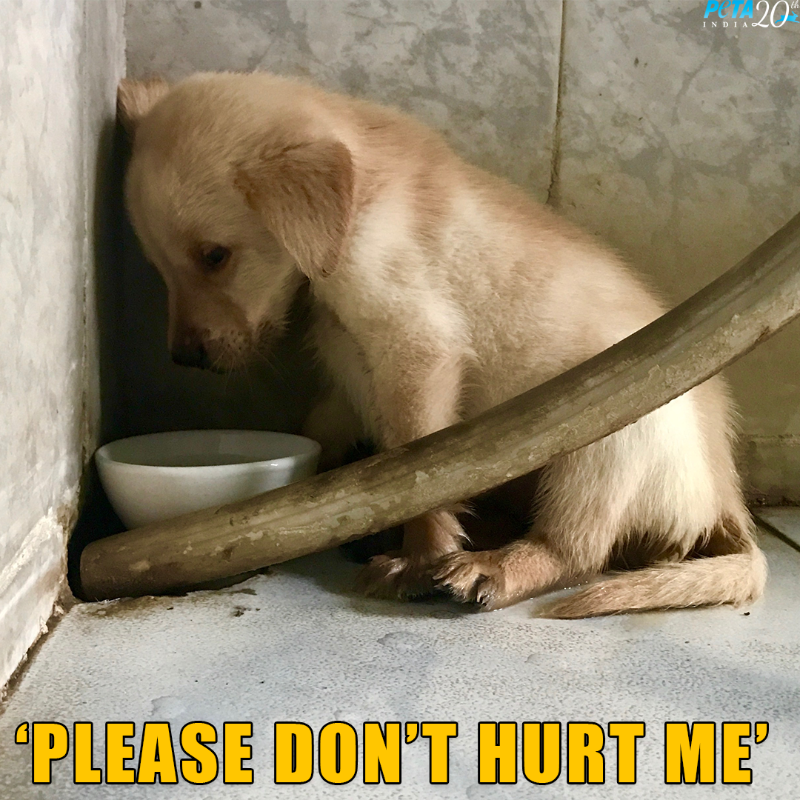 PetaIndia's tweet photo. Growing cases of cruelty towards animals demand stronger punishments for animal abusers.

Sign the petition if you want justice for animals: