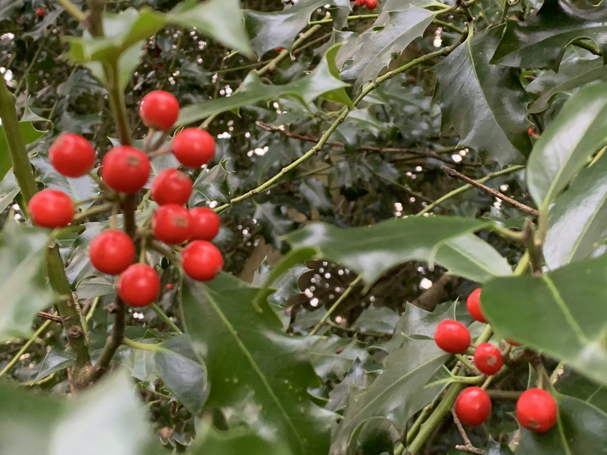 Berries everywhere. Rose hips, hollyberries, haws and ivy.