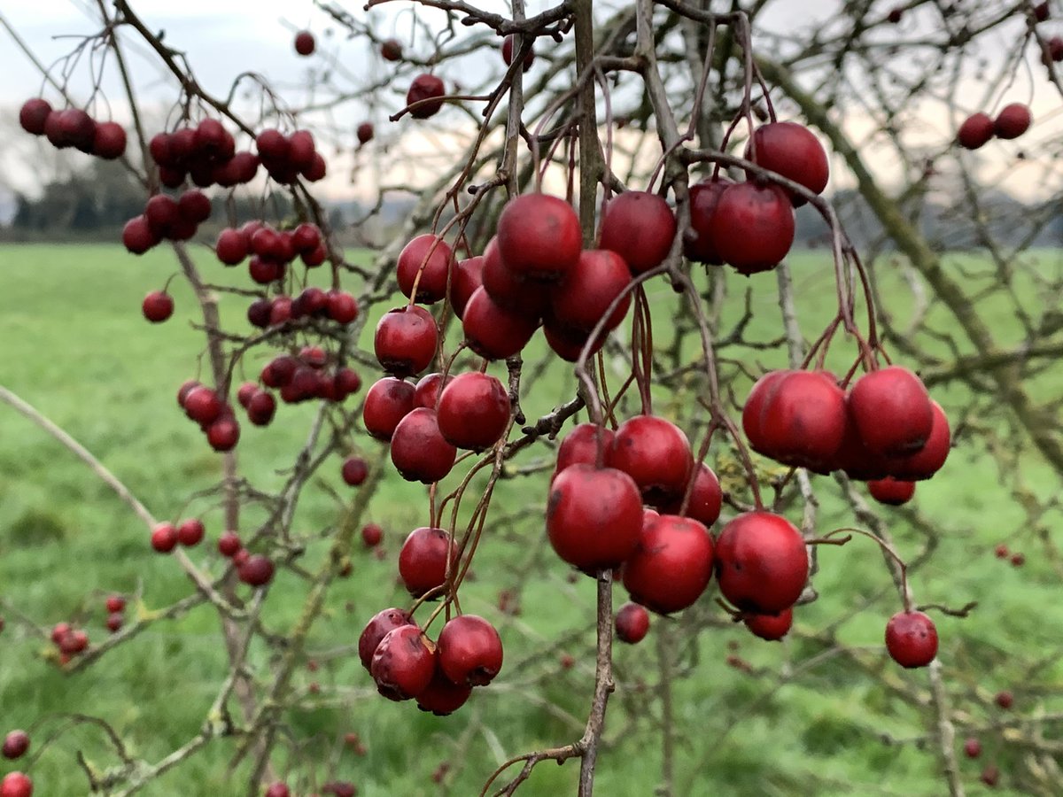 Berries everywhere. Rose hips, hollyberries, haws and ivy.