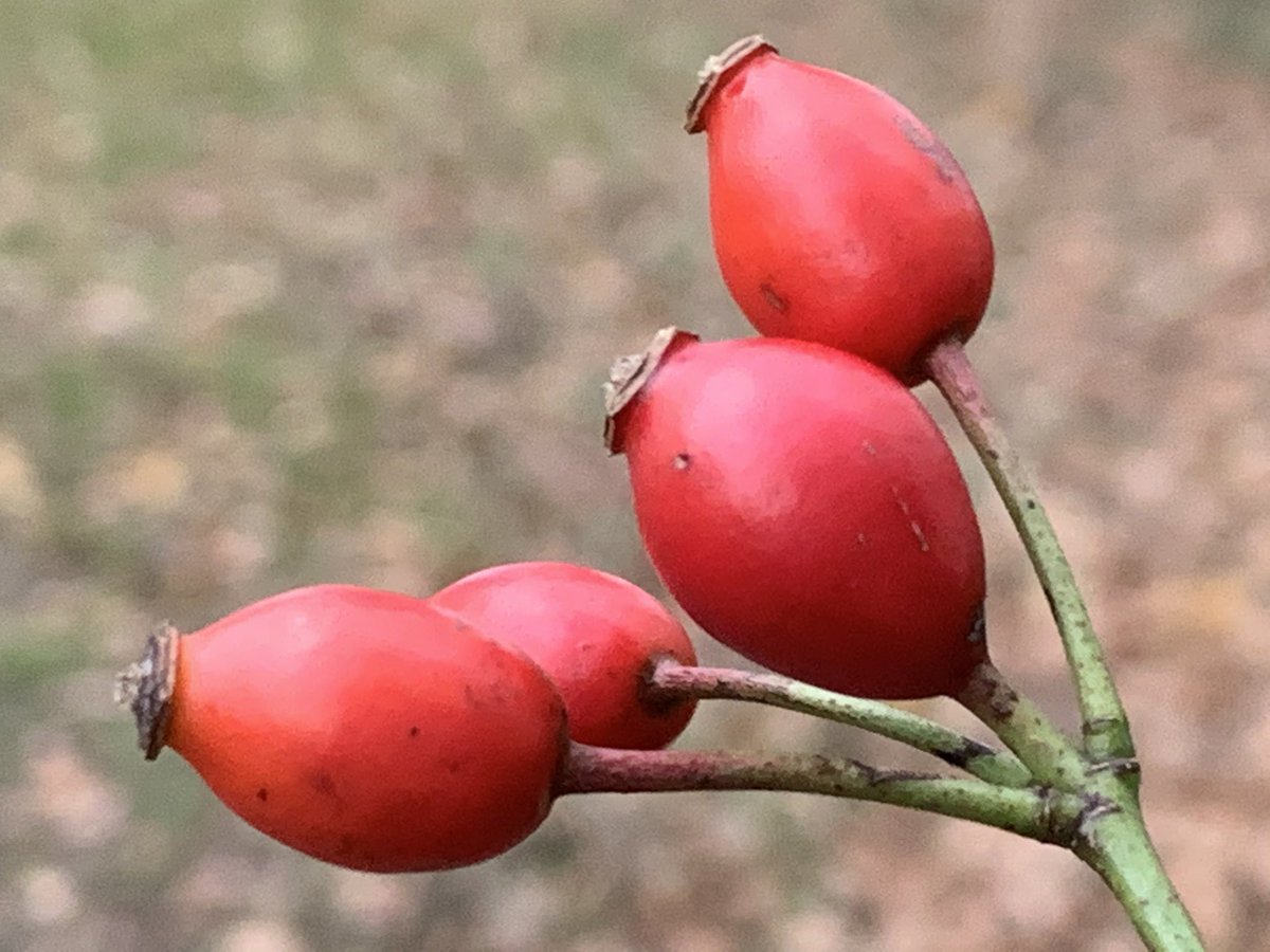 Berries everywhere. Rose hips, hollyberries, haws and ivy.