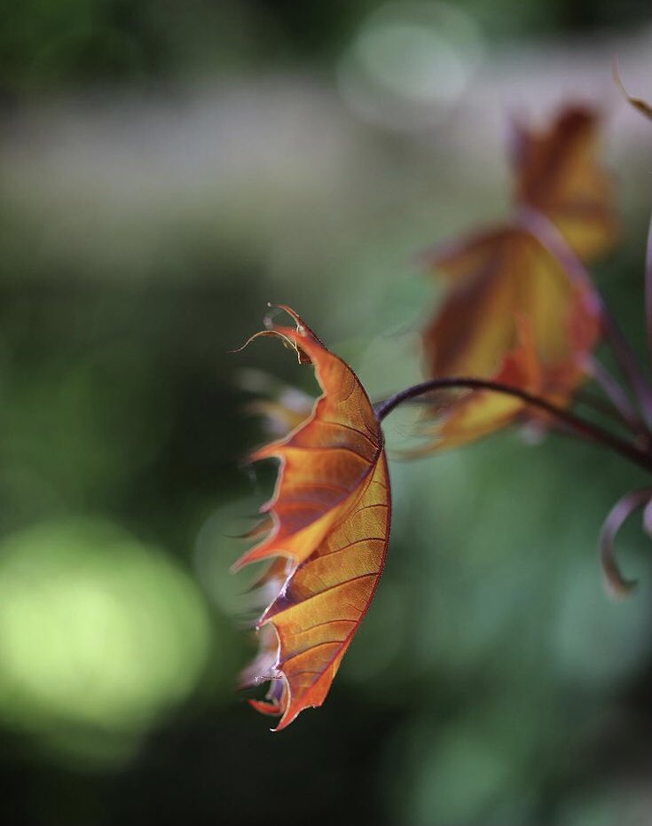 jenfoxart's tweet photo. ... resilient 
.
.
.

#photoaday16 
#light #bright #hope https://t.co/4Cty0DNZWD