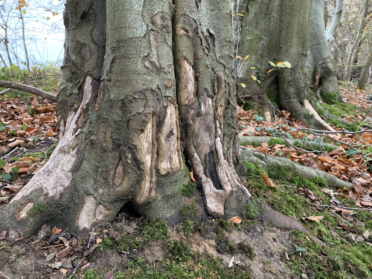 Squirrel damage to the bark of old beech trees. I think these may have been planted to celebrate the battle of Waterloo. They are reaching the end of their lives now.