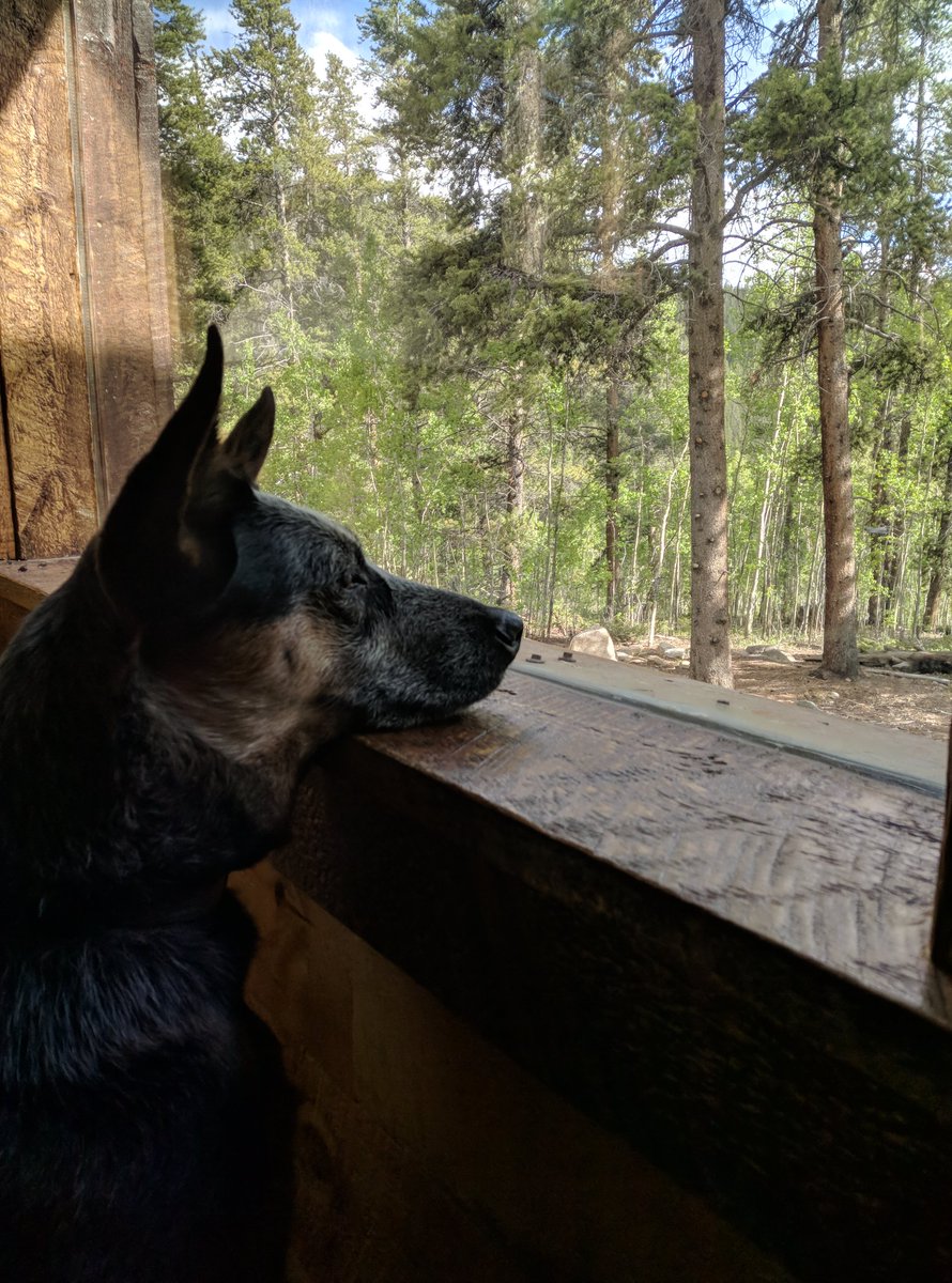 No need to be stuck inside! get out and get #hikingwithdogs #OptOutside