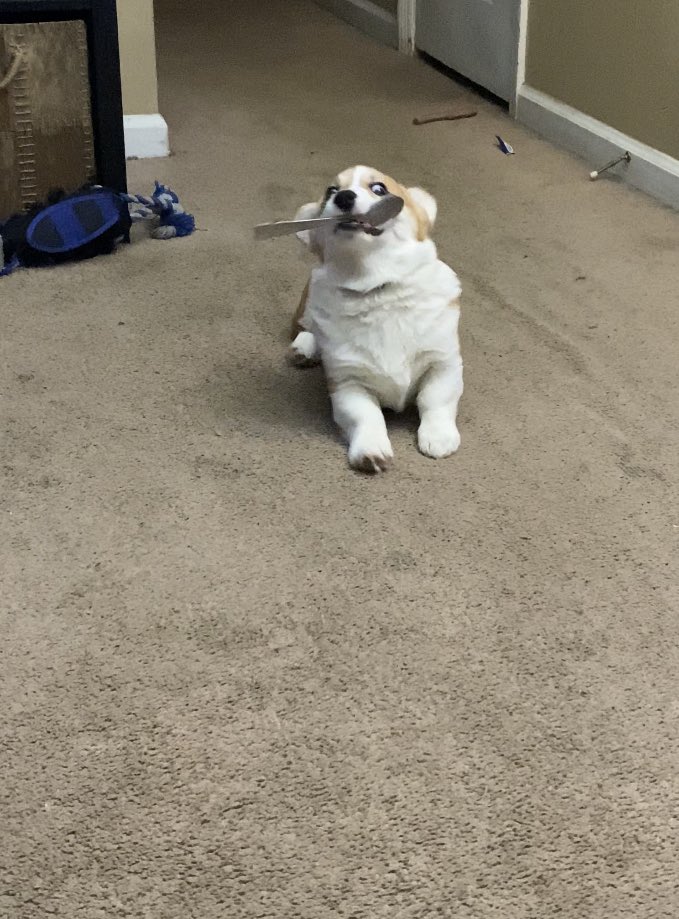 ein_potato's tweet photo. Let’s make #spoondog famous #corgi #CorgiCrew https://t.co/vSocdEyI0E