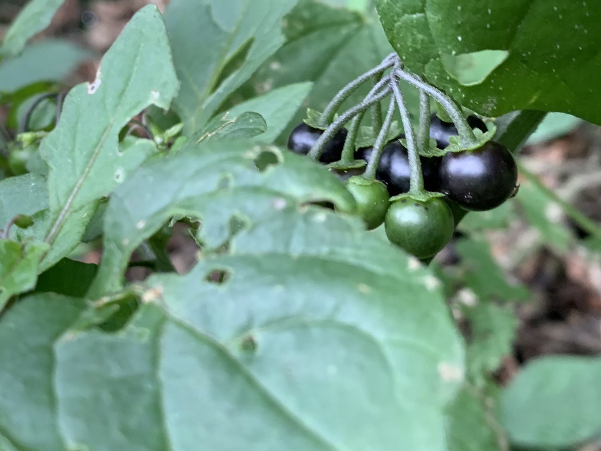 And finally what I think is Black Nightshade flowering and fruiting on the same plant.