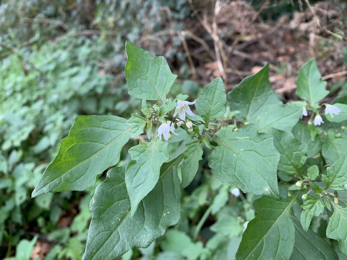 And finally what I think is Black Nightshade flowering and fruiting on the same plant.