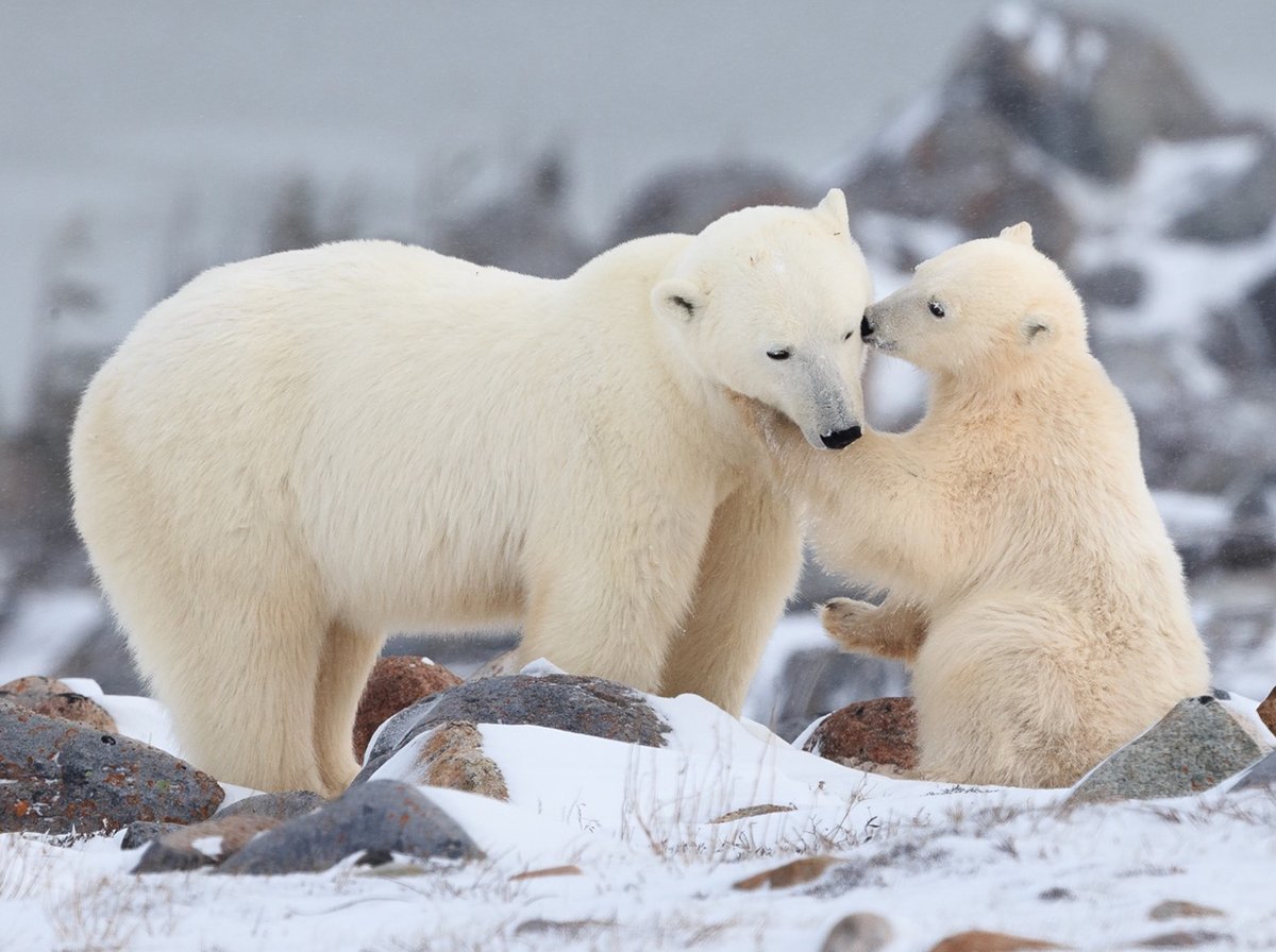 PolarBears's tweet photo. Don’t ever underestimate the impact you may have on polar bears, people, and the planet. See you on #GivingTuesday, December 1st. 💙https://t.co/86kh3WmtHH https://t.co/jkft9CQSlS