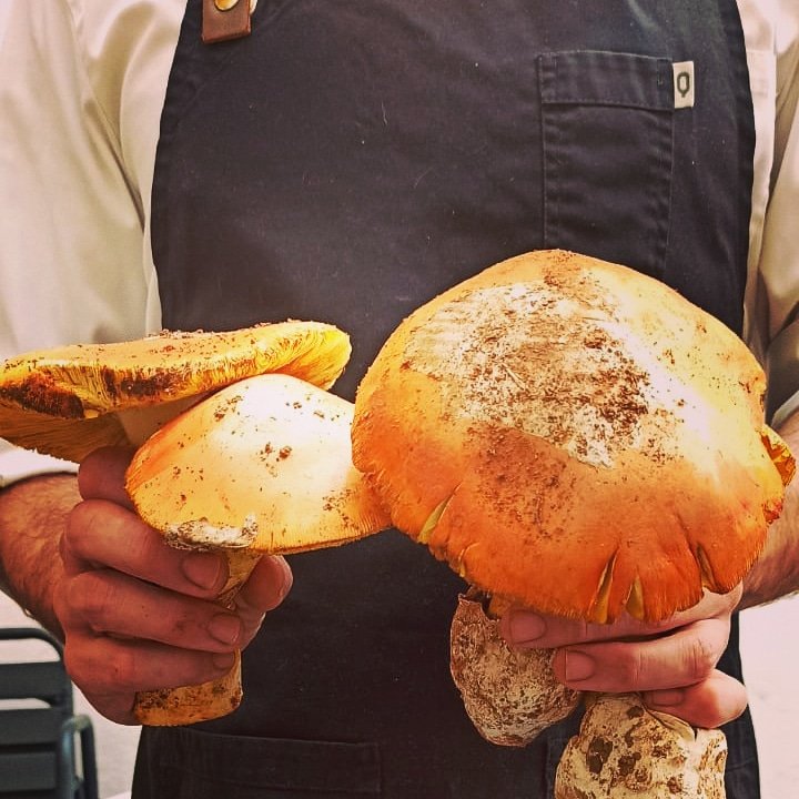 Otoño en estado puro! 🍂🍄🍄🍄
Tanas abiertas para prepararla con yema y crema de jamón 😋
Espectáculo de sabor!! Productos de temporada

#setas #amanita #producto #temporada #otoño #foodie #gurme #gurmesevilla #chef #tanas #restaurante #sevilla #sevillatapas #SevillaHoy