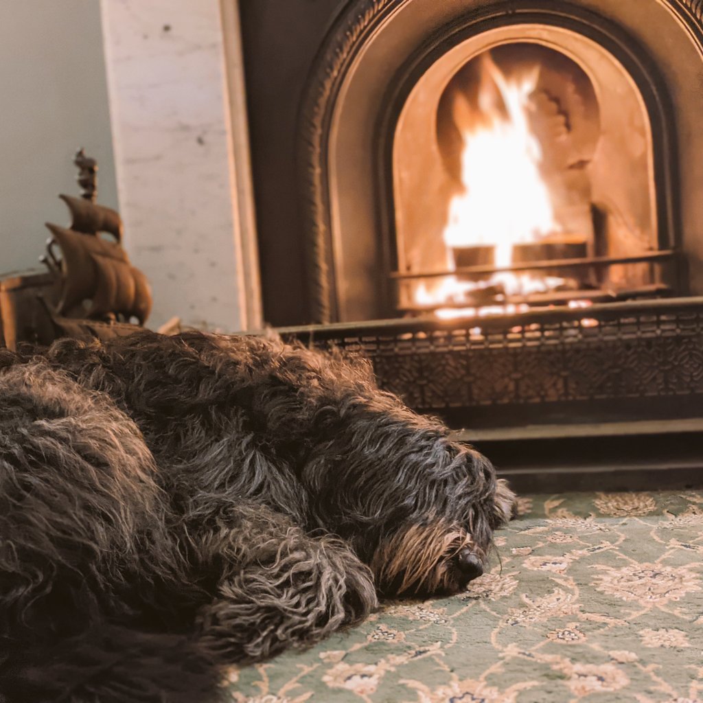 _MollyBear's tweet image. Warm, comfy snoozles. #HappyBear #ByTheFire 💖🐾🔥
I hope that all my doggy friends are warm and cwtchy too...