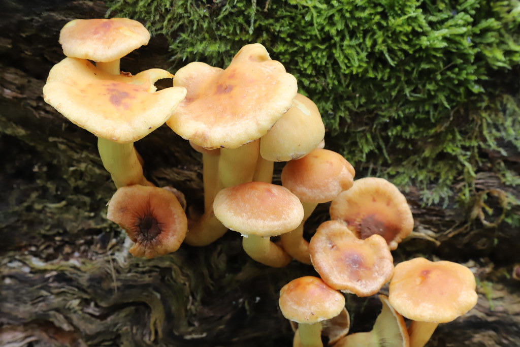 chilkathaiku's tweet photo. Hurriedly mushroom
seventy Aloidae
diagonally.
#horsecar ❥ https://t.co/VHpX3r7IT4
