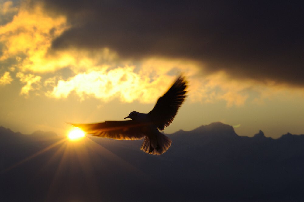 Автономная свобода. Полет птицы. Полет птиц на закате. Свободный полет птицы. Полет птицы в небе.