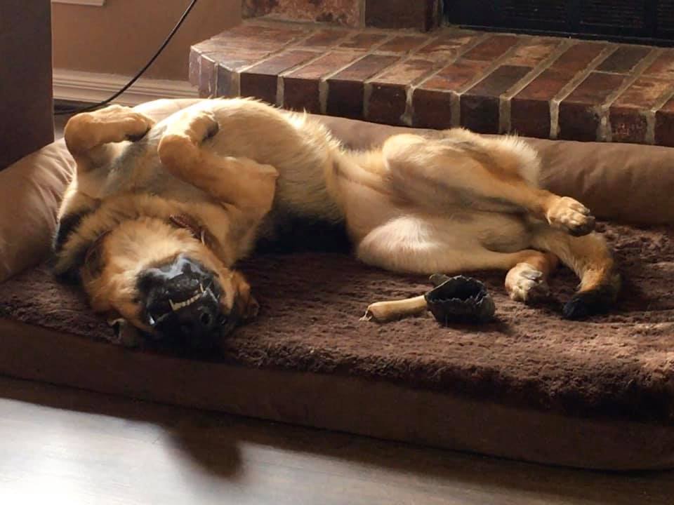 Still recovering from turkey day, rub my belly. #happydogs #rubmybelly #nappingdog #sweetdreaming #livingthedream #finallyfriday 

Photo courtesy of Megan Hatter