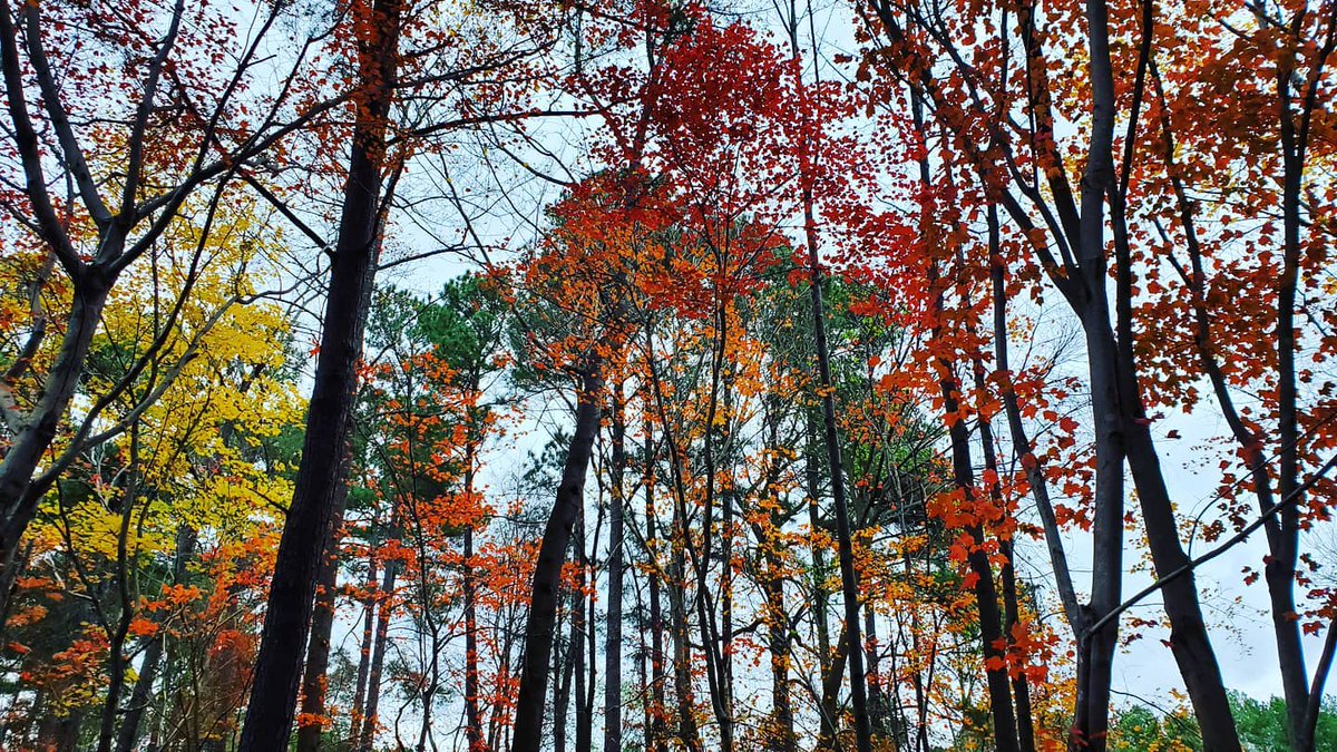 stevenfies's tweet photo. Fall colors in #Raleigh yesterday on Thanksgiving https://t.co/c7wAbaw9iM