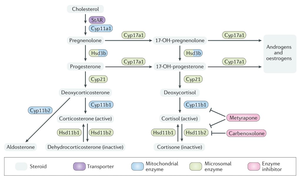 mmw_lmw's tweet photo. #Glucocorticoids in #T_cell_Development | Jon Ashwell @theNCI @NatRevImmunol https://t.co/TiIH3ZiDum | #2020_ReCapNov https://t.co/1Eim2WNLgv