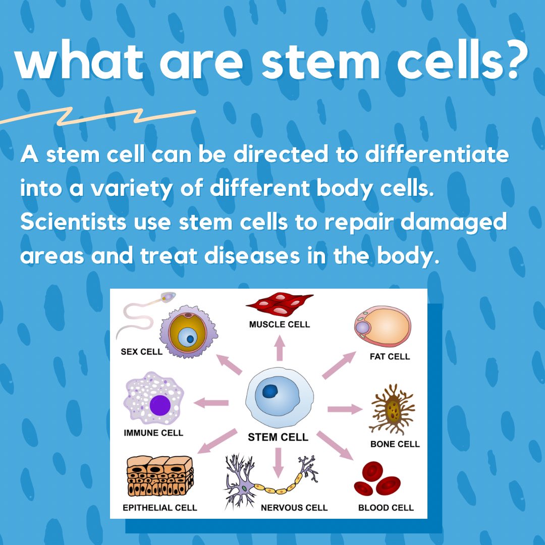 stemwob's tweet photo. 🏩 5 ADVANCEMENTS IN STEM CELL RESEARCH 🏩

STEM Without Boundaries presents the nuanced field of regenerative medicine! If you’ve ever been interested in the medical field and innovative ways to save human lives, this post might spark your interest! https://t.co/ej0O9E8XFY