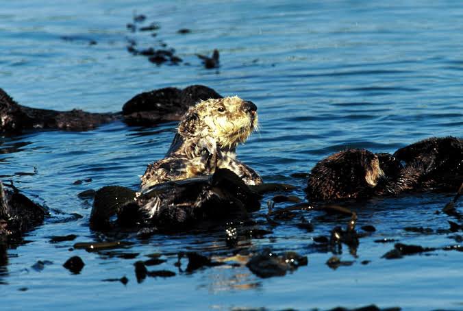 CrazeBio's tweet photo. Por cada millón de toneladas de petróleo que se transporta en los océanos, cerca de 1 tonelada se derrama en el agua. https://t.co/jAtRadQRBt
