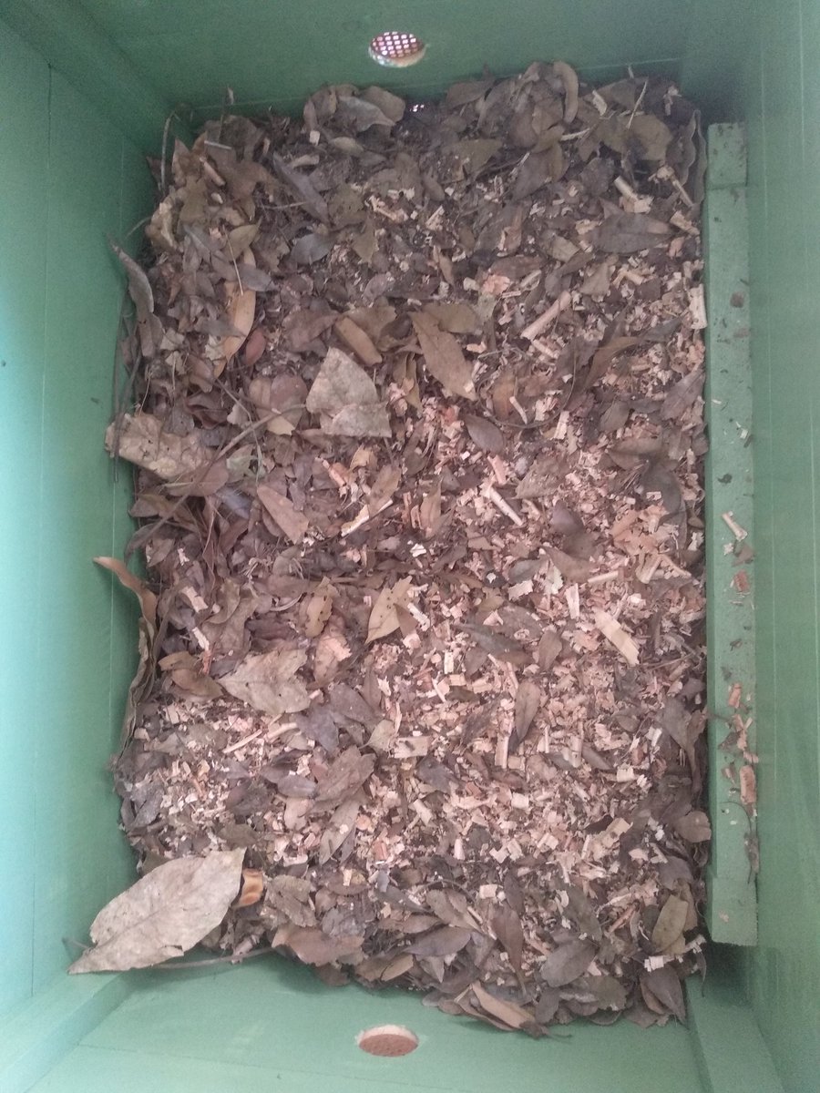 cesanz's tweet image. Empieza el largo proceso de convertir residuos en abono puro 👌🏻 🌱 #Compost #CompostCasero #compostera #compostaje #miravosqueinteresante #huertaencasa #huertaurbana