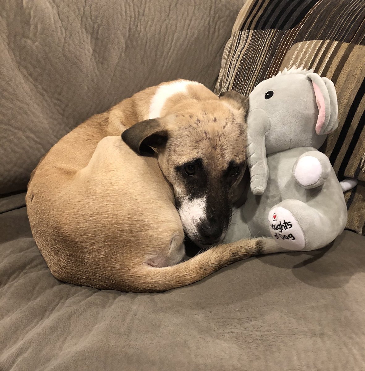 Thoughts of Dog tweet media