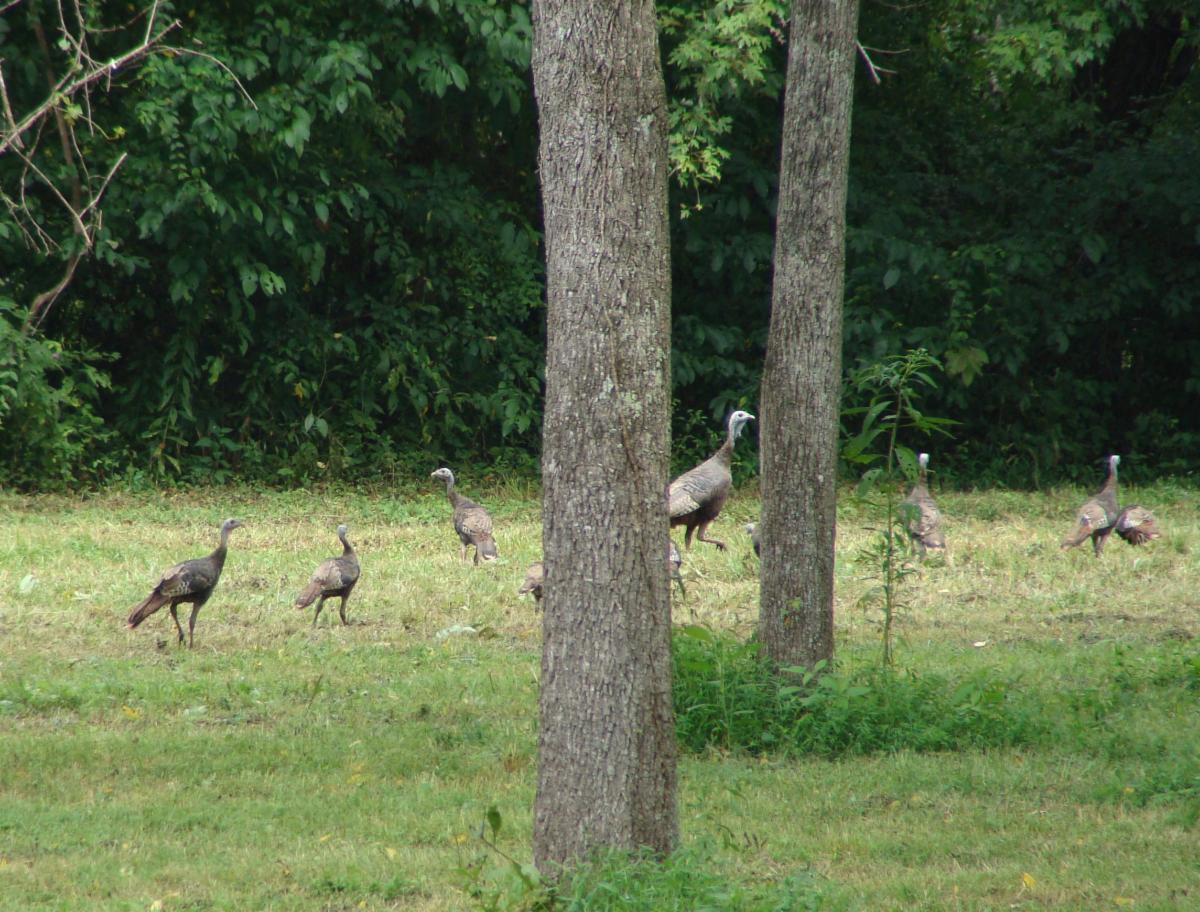 Daniel Boone NF tweet media