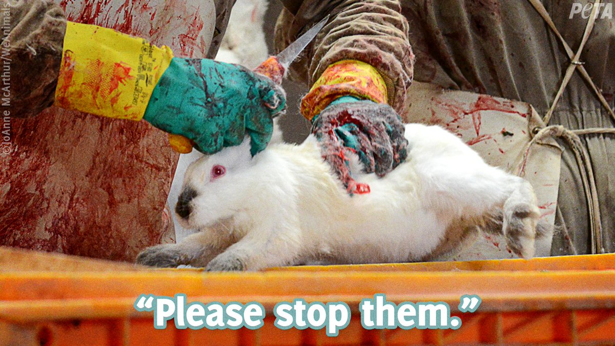 peta's tweet photo. You can see the fear in their eyes before they're stabbed and skinned for fashion.

Help animals by never wearing their bodies. #FurFreeFriday https://t.co/5Ni5ZGg39T