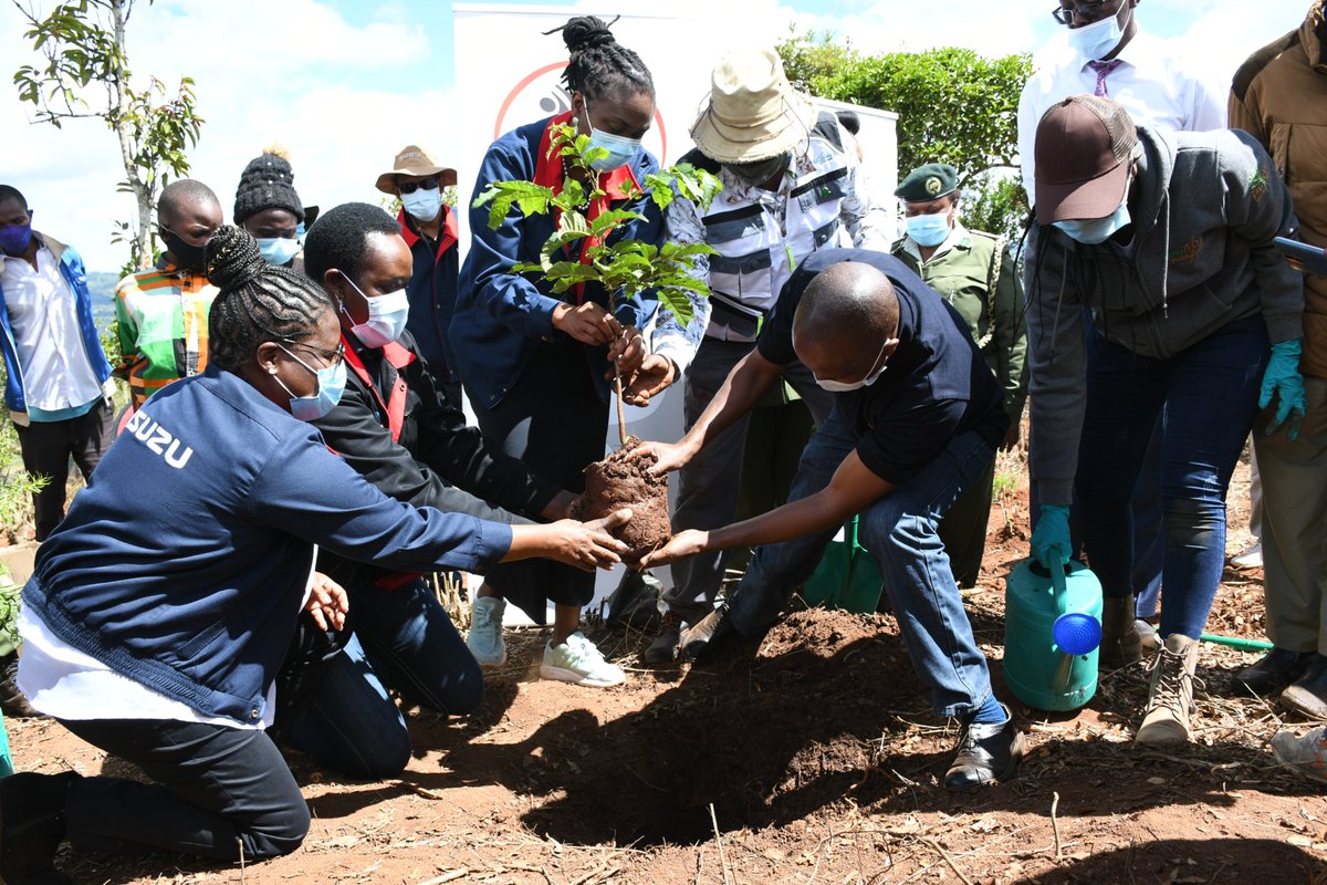 IsuzuKenya's tweet image. 6 yrs ago, we set out on an environmental journey by adopting 70 of the 110 ha on Muumandu Hill Forest. Today, led by our MD, Rita Kavashe and in partnership with Machakos County, @KeForestService &amp;amp; @greenafricaorg, we continue with this journey. #TunazidiKusongaMbelePamoja