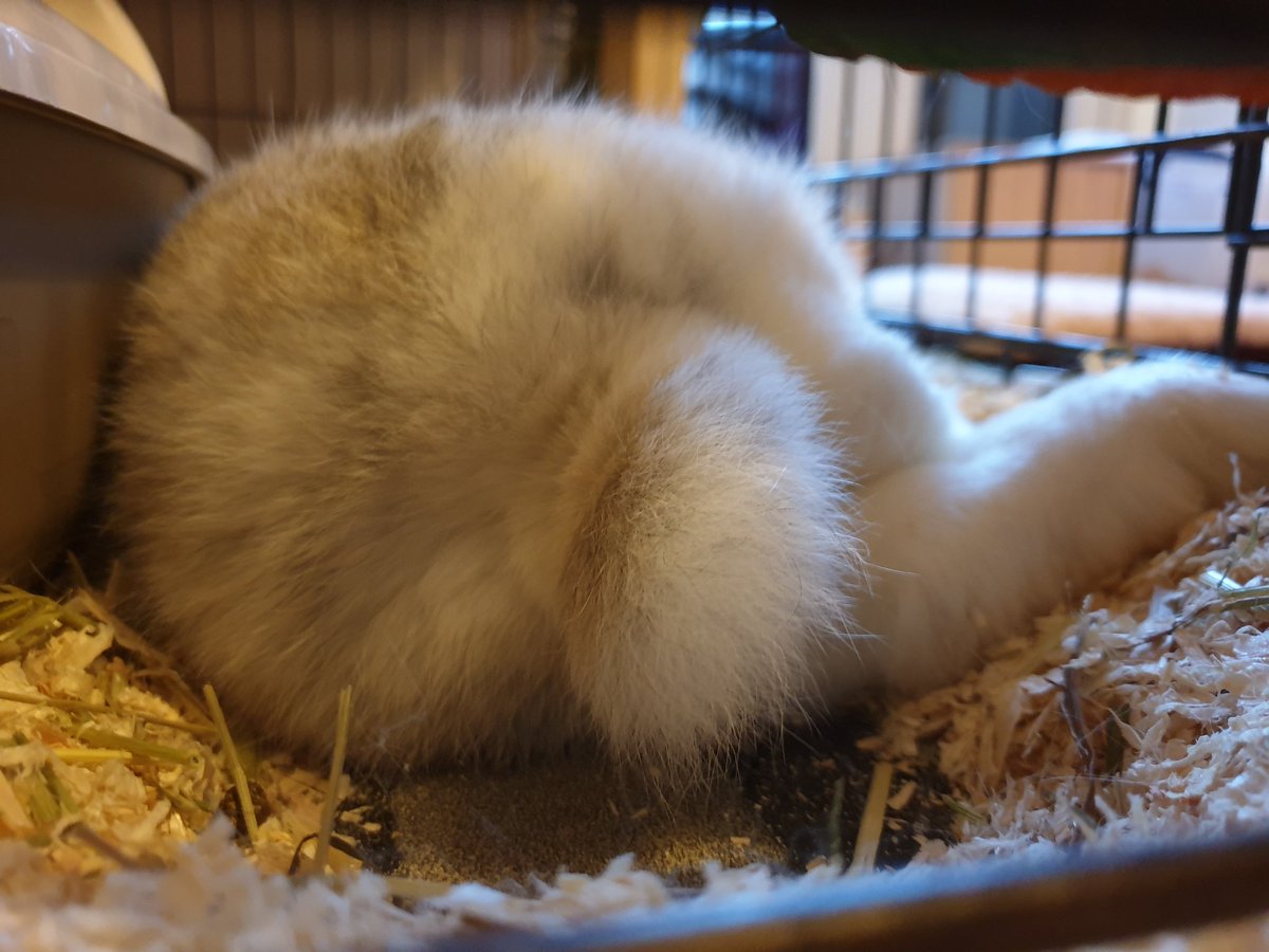 Bunny Butt Bunny Butt Bunny Butt FRIDAY! Today I had mommy for company all day, and heating on all day too, I was VERY comfortable, and in such a deep sleep. #bunnybuttfriday #RabbitsOfTwitter #bunniesoftwitter #rabbit #bunny #housebun #cute #sofluffy #fureverywhere