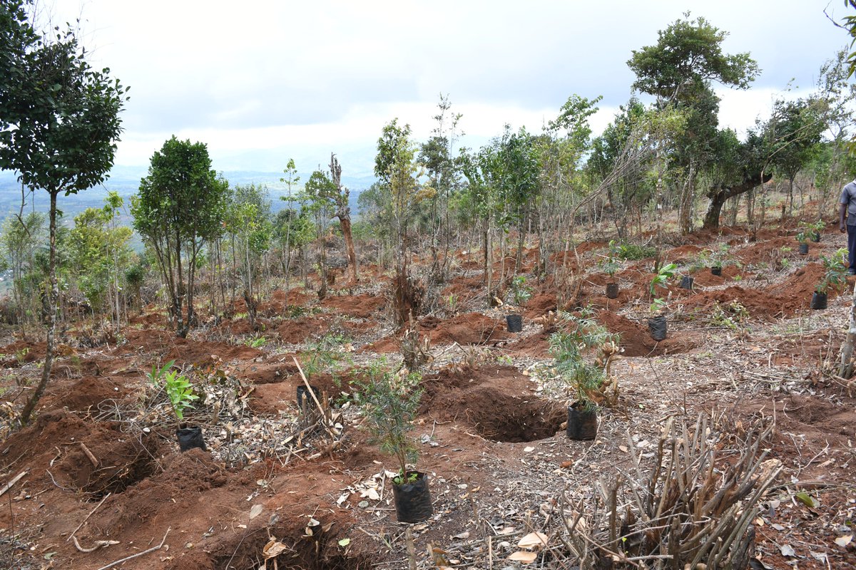 IsuzuKenya's tweet image. 6 yrs ago, we set out on an environmental journey by adopting 70 of the 110 ha on Muumandu Hill Forest. Today, led by our MD, Rita Kavashe and in partnership with Machakos County, @KeForestService &amp;amp; @greenafricaorg, we continue with this journey. #TunazidiKusongaMbelePamoja