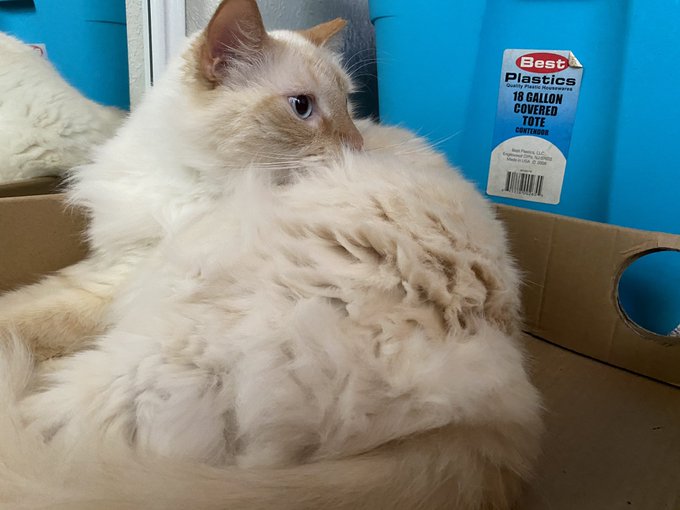 🐶PET THREAD🐱  Show me the fluffy babies and no one gets hurt!!!  Pictured: Valor (age 5) and Kaladin