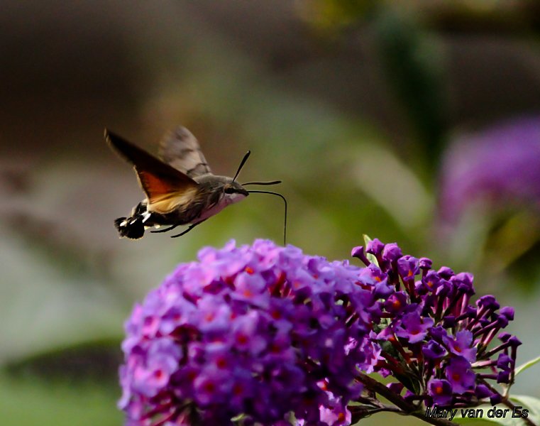maryvanderes's tweet photo. #ACaterpillarWeekend 

Rups van de #Kolibrievlinder  #Macroglossum_stellatarum #Humming_bird_Hawk_Moth .

The #Netherlands

@Britnatureguide https://t.co/0WTjrFOnzq