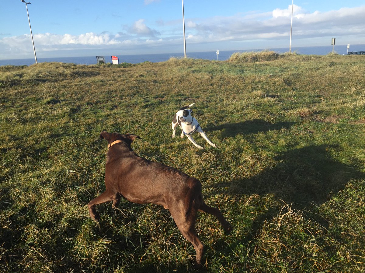 anchorshound's tweet photo. 15 dogs joined us yesterday at @AnchorsholmeOf! Roxy, our oldest at 14 (&amp; our smallest 💓) came along, with Charlie, Alfie, Molly, Bronn, Chloe, Honey, Ralphy, Buddy, Lisa, Crumpet, Ozzy, Lenny, Dee and Sally, saying hello to Reggae &amp; Brandy 💓🐶

#anchorsholmepark #anchorshound https://t.co/JwLMNzBgiW