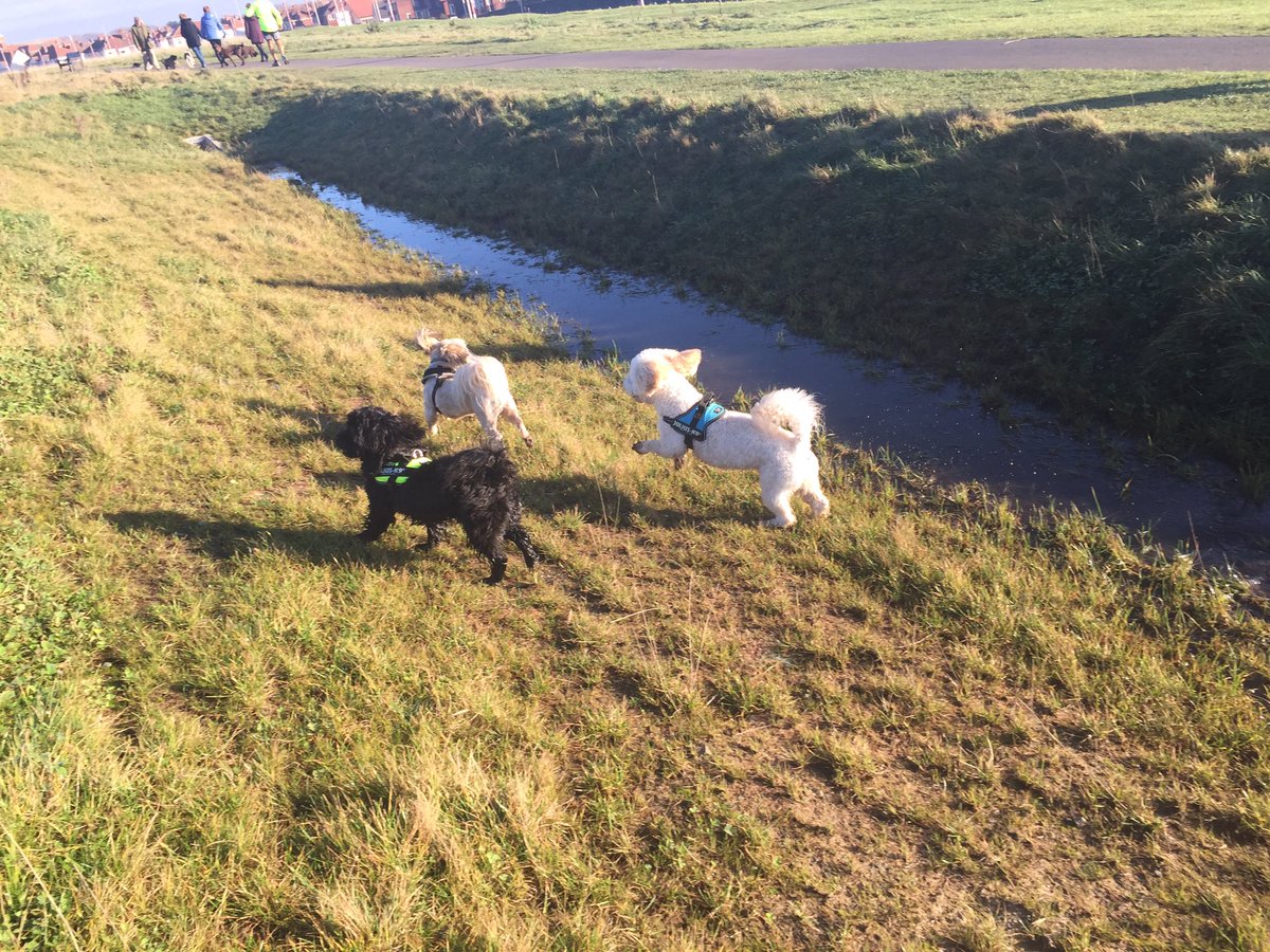 anchorshound's tweet photo. 15 dogs joined us yesterday at @AnchorsholmeOf! Roxy, our oldest at 14 (&amp; our smallest 💓) came along, with Charlie, Alfie, Molly, Bronn, Chloe, Honey, Ralphy, Buddy, Lisa, Crumpet, Ozzy, Lenny, Dee and Sally, saying hello to Reggae &amp; Brandy 💓🐶

#anchorsholmepark #anchorshound https://t.co/JwLMNzBgiW