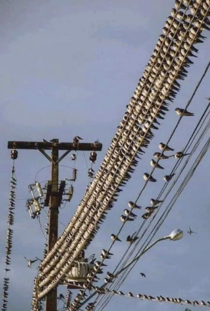 ANCESU tweet media