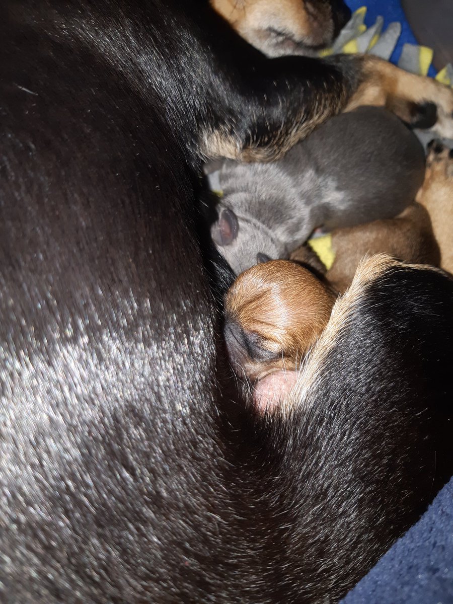 GrzelakDeborah's tweet photo. I'm a grandma!!!😍😍😍 https://t.co/jfimr5jYLZ