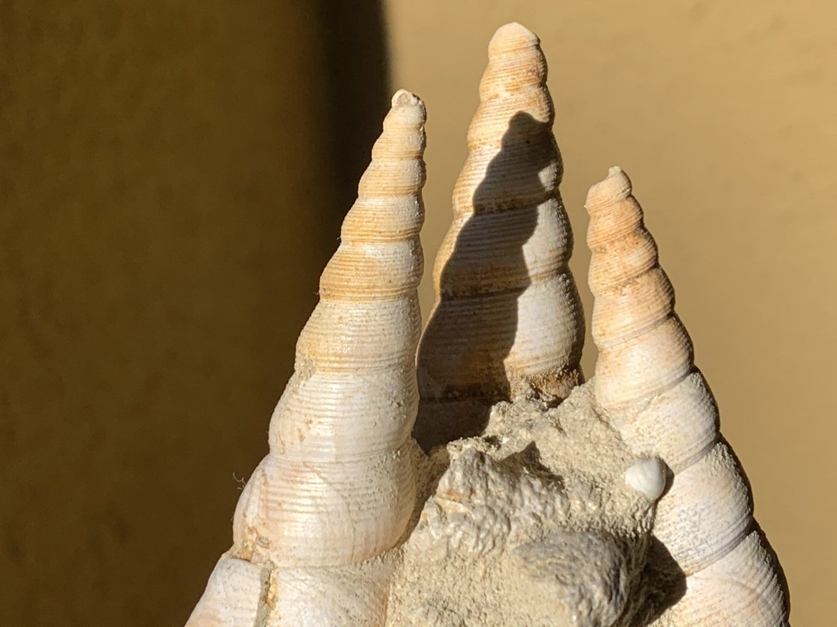 dr_dappleton's tweet photo. #turritella #fossils from France #gastropods #gastropod #fossil #FossilFriday https://t.co/awkngYHD29