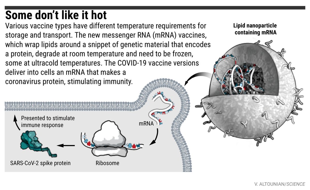 aaas's tweet photo. Various vaccine types have different temperature requirements for storage and transport. The new #COVID19 mRNA vaccines from Pfizer/BioNTech and Moderna degrade at room temperature and need to be frozen, some at ultracold temperatures. Learn more: https://t.co/TFgsVTV9DP https://t.co/HLxcvb4MKi