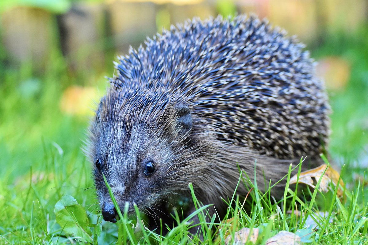 seed_ball's tweet photo. A hedgehog out in the day is not a healthy one. If you find one in daylight they are most probably sick and in need of treatment at your local hedgehog rescue centre. To find the nearest hedgehog hospital go to: https://t.co/bKIBjYLiI0 and be their ambulance.
#BeTheirAmbulance https://t.co/uQCj14mA1I
