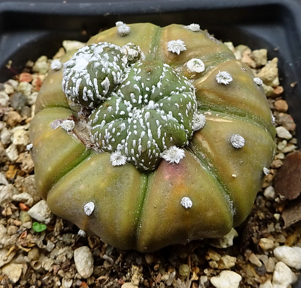 #WeirdPlants acting weird.  Here's one of my Astrophtum asterias (sand dollar cactus) deciding to go weird on me.  I suspect this occurred when the apical (top) growing point was damaged or died for some reason. This resulted in new growing points developing. As I said, weird.