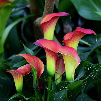 ArtSolutionsInk's tweet image. 25% off all Wall Art (canvas prints, framed prints, posters, wood prints, metal prints, acrylic prints and tapestries) Until midnight ET.

fineartamerica.com/featured/red-c…