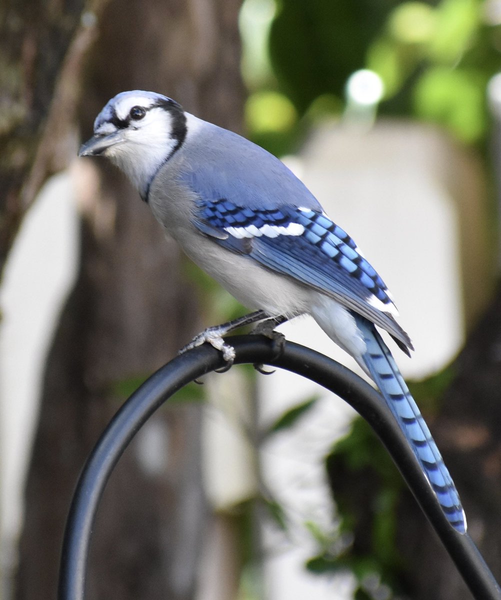 andrewkearns64's tweet image. Truly distressing action against bird protections by the current administration - with dubious reasoning. 🙁 #LameDuck #PolicyFail #ScorchedEarth #ScorchedBirds @MerlinBirdID @MacaulayLibrary @CasualBirderPod @BirdWatchDaily @DrBirdCast @BirdsEyeBirding