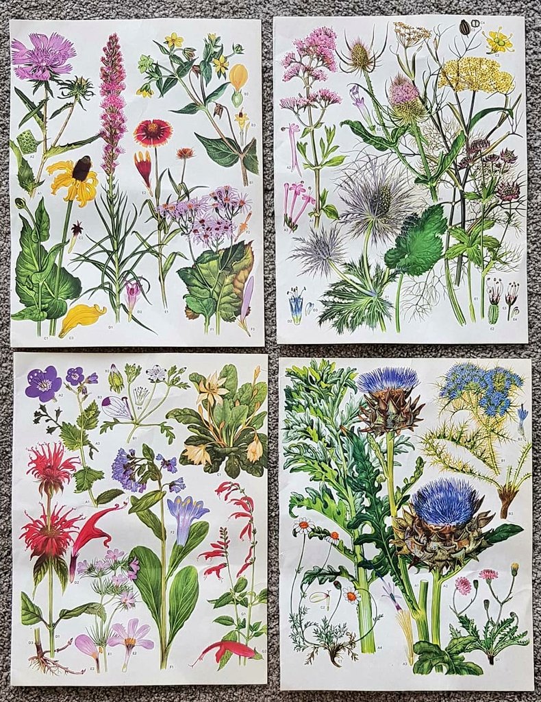 lovely_plot's tweet photo. Last and late entry for garden art themed #FlowersOnFriday 💚🌺💙
I love collecting botanical prints! 
Those are from Etsy 💚 They sit proudly on the flower shrine 💚
@flowersonfriday https://t.co/O9q50p5jAW
