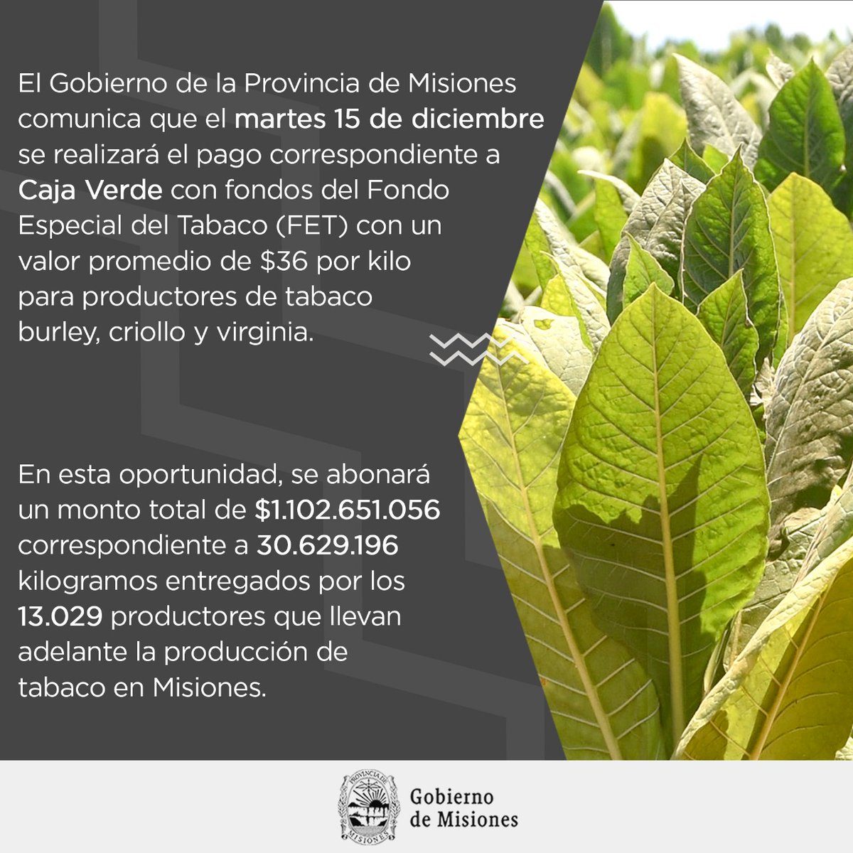 El Ministerio del Agro y la Producción comunica que el día martes 15 de diciembre se realizará el pago correspondiente a Caja Verde con fondos del Fondo Especial del Tabaco (FET) con un valor promedio de $36 por kilo para productores de tabaco burley, criollo y virginia.