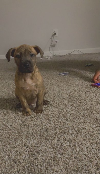 Babe got me a early Christmas gift 🥰🥰 https://t.co/GE5WrLA4hh<a href="/tag/newprofilepic"class="tags"><span>#newprofilepic</span></a>