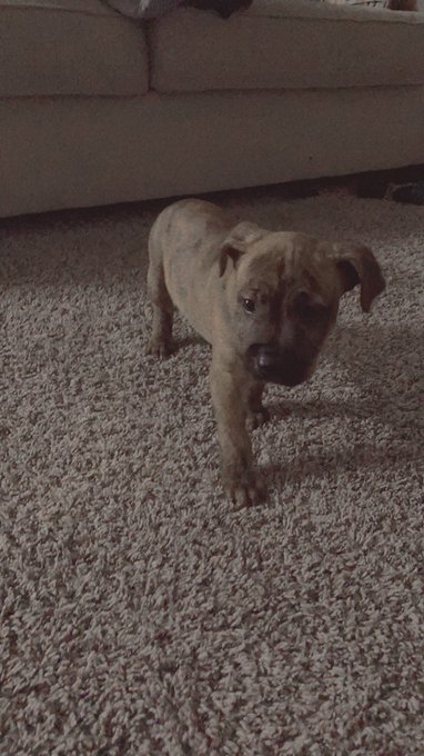 Babe got me a early Christmas gift 🥰🥰 https://t.co/GE5WrLA4hh<a href="/tag/newprofilepic"class="tags"><span>#newprofilepic</span></a>