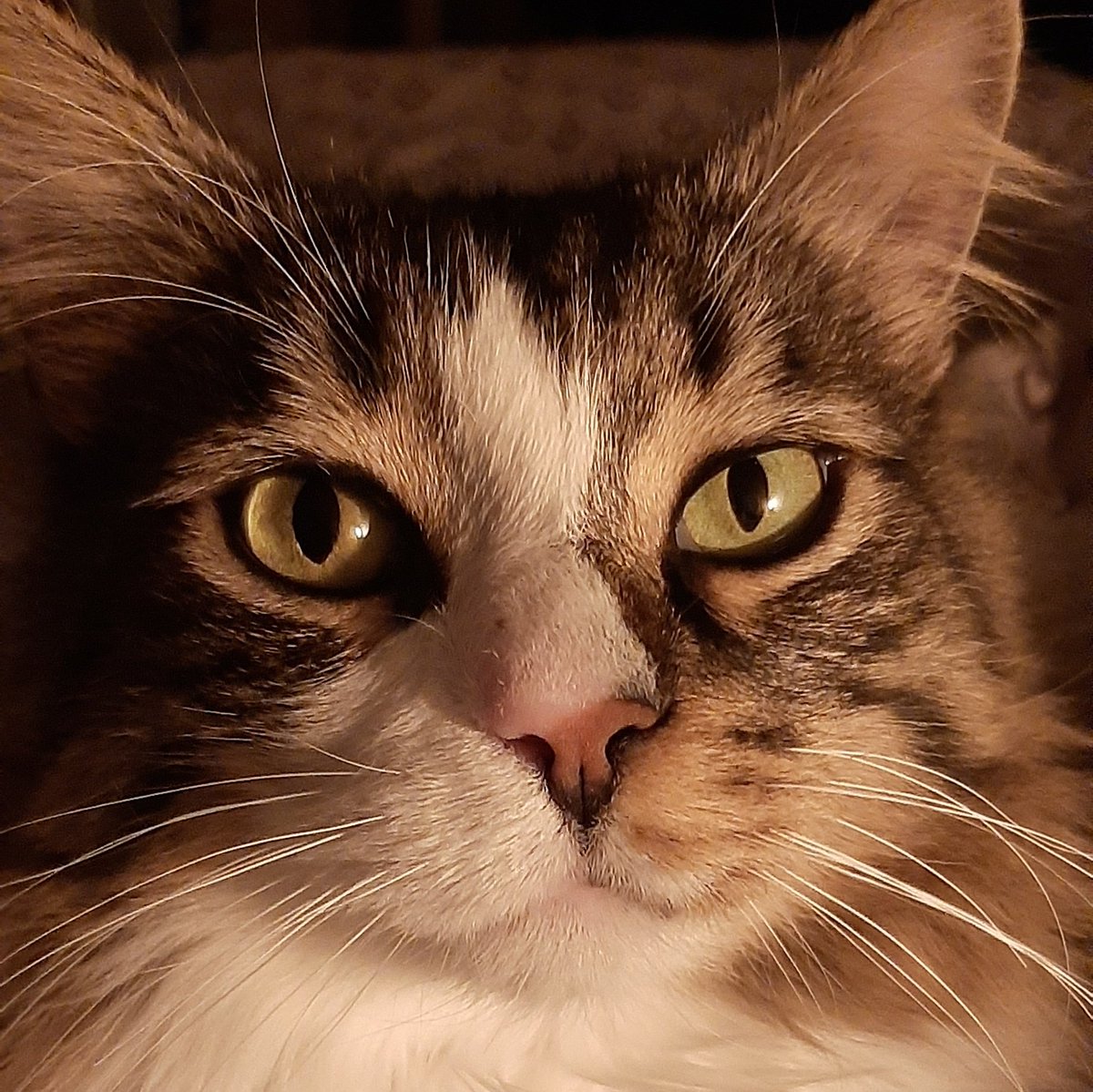 Bisou_le_chat's tweet photo. Miiiiiiaaaaaaouuuu, miaaaaa, miaaaaaou... #CatsOfTwitter #touitoui #model https://t.co/BQFTAdOS47